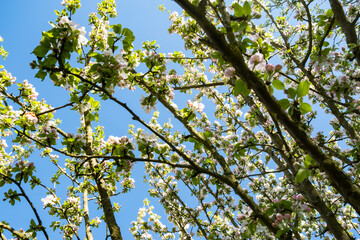 apple orchard in bloom in spring under the sun and blue sky
