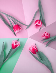 Pink tulips flower on geometric background in pastel colors. Minimal floral concept. Flat lay, top view for templates or layout. Modern flowers aesthetic. Flower pattern
