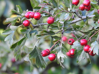 Red rowan close up