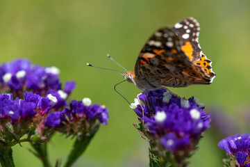 Vanessa cardui butterfly in purple flowers macro insect nature close up summer
