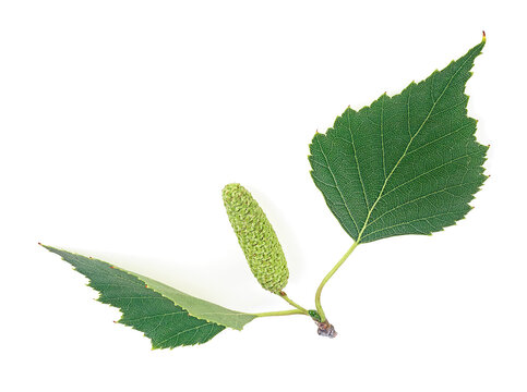 Branch of birch with green leaves and buds isolated on a white background