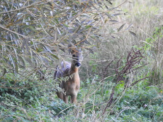 Deer on bushes