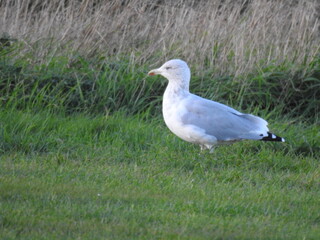 Seagull is standing on the grass