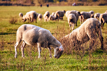 A herd of sheep grazing in a meadow in the Warta River backwaters - obrazy, fototapety, plakaty