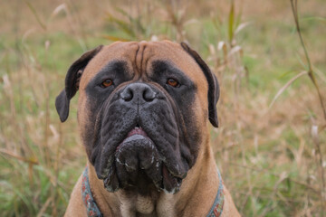 2020-12-01 PORTRAIT HEAD SHOT OF A BULL MASTIFF WITH GRASS BACKGROUND