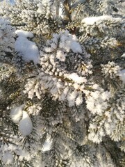 Fototapeta na wymiar snow on the tree