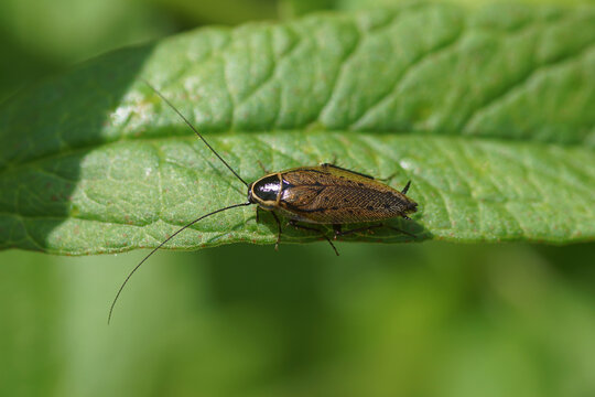 Male forest cockroach, lesser cockroach (Ectobius sylvestris) on a leaf. A cockroach in the family Ectobiidae. Netherlands, summer, June