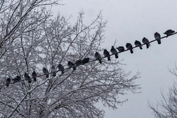 pigeons in a row sit on a wire in snowy weather