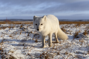 Arctic fox in winter time in Siberian tundra