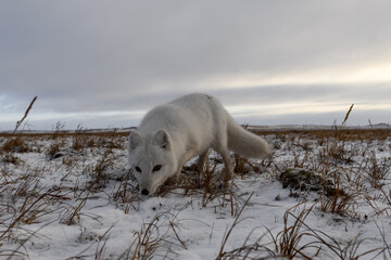 Arctic fox in winter time in Siberian tundra