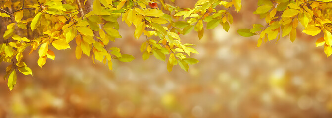 Background for autumn season or hello autumn theme.
