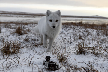 Arctic fox in winter time in tundra looking to action camera.