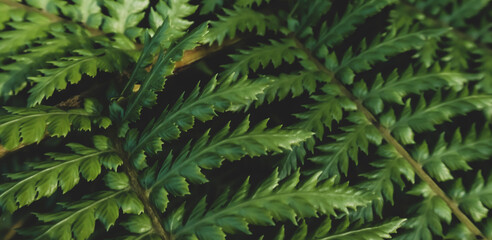beautyful ferns leaves green foliage natural floral fern background