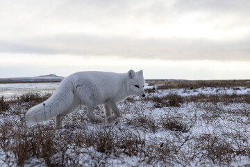 Plakat Arctic fox in winter time in Siberian tundra