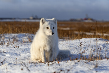 Arctic fox (Vulpes Lagopus) in wilde tundra. Arctic fox sitting.