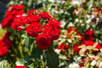 Red roses in the garden with green background