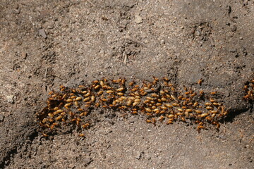 A group of termites have formed a highway from a feeding ground to their home. Termites are social insects of members of Isoptera infraordo, Pedra Branca village, state of Pará, Brazil