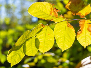 autumn, yellow leaves on the trees in the sun.