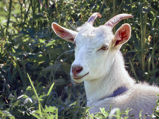 Portrait of a funny goat with horns