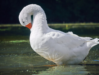 White goose in the river