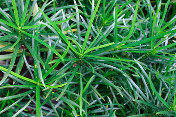 green grass in the wind,  The beauty of the nail leaves