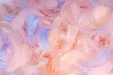 Colorful feather background, top view.