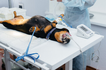 A Dachshund dog is preparing for surgery at a veterinary clinic. Anesthesia for the dog