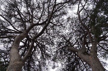 Árboles