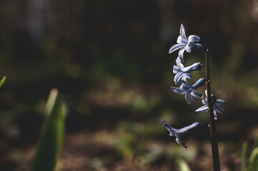 Hyacinth (flower) in bloom