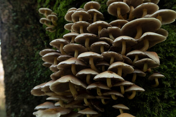 group of mushrooms