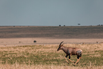 Topi Antelope Wildlife Animals Grazing Savanna Grassland Wilderness Maasai Mara National Game Reserve Park Great Rift Valley Narok County Kenya East African Landscapes Field Mountains Scenic Views