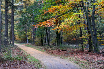 Dutch forest in autumn with a bicycle path, the beech trees are having colorful leaves, also Larch trees (Larix) on the left