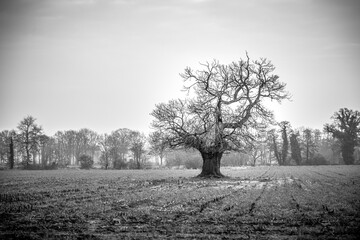 Lonely big tree without leaves in winter in an empty field in black and white