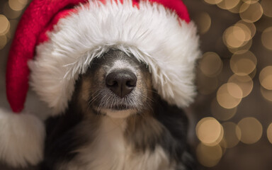 Frohe Weihnachten. Verrückte Weihnachten .Lustiges Bild vom Hund mit Weihnachtsmütze