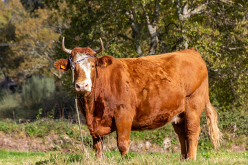 milch-cow chained in the field