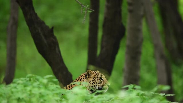 Wild male leopard or panther in natural monsoon green grass with side face looking for possible prey at central india forest - panthera pardus fusca