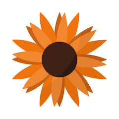 autumn sunflower of a orange color
