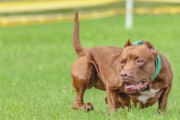 American Pit Bull running in the field