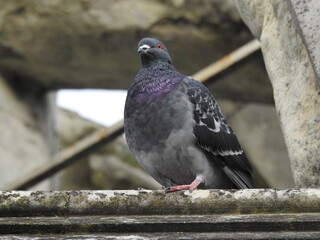 A pigeon is standing on a cornice of an old stone structure