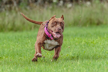 Obraz premium American Pit Bull running in the field