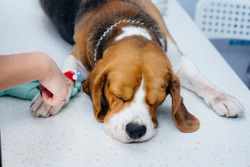 A large dog is being prepared for surgery at a veterinary clinic. Anesthesia for the dog