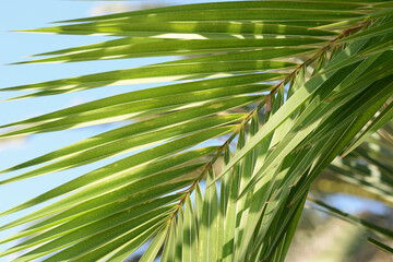 branch of palm tree close-up, against the blue sky. Horizontal photo, soft focus.