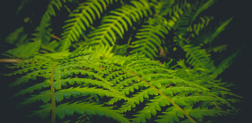 green fern leaves