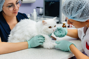 In a modern veterinary clinic, a thoroughbred cat is examined and treated on the table. Veterinary...