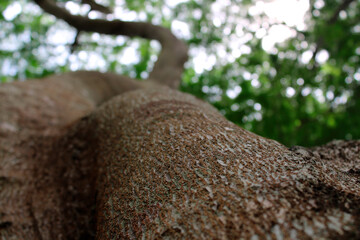 Close up tree trunk
