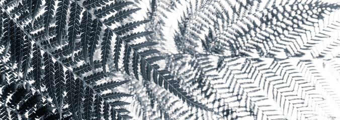 beautyful ferns leaves green foliage natural floral fern background  © maaramore©	