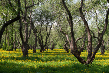 Blooming apple orchard and dandelions