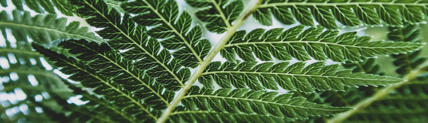 beautyful ferns leaves green foliage natural floral fern background	