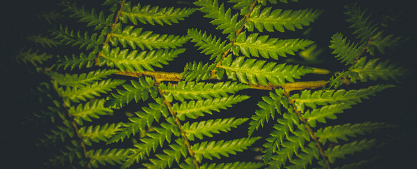 beautyful ferns leaves green foliage natural floral fern background	