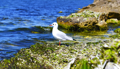 Common gull (Latin Chroicocephalus ridibundus). A seabird sits on the shore among the green algae discarded by the surf.